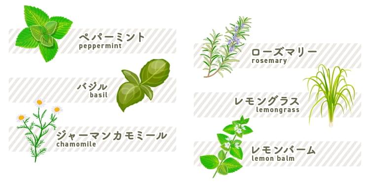 ラベンダー (ラベンダー)